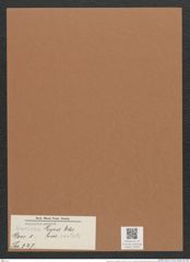 Navicula lyra var. costata Ehr. (de-Toni-Nr.: Genus 1, Species 327) Zeichnungen Sammlung Grunow Mappe 00283 (Herbarium_W_Grunow_drawings_Folder_00283)